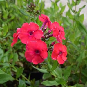 Phlox paniculata 'Red Riding Hood' ---